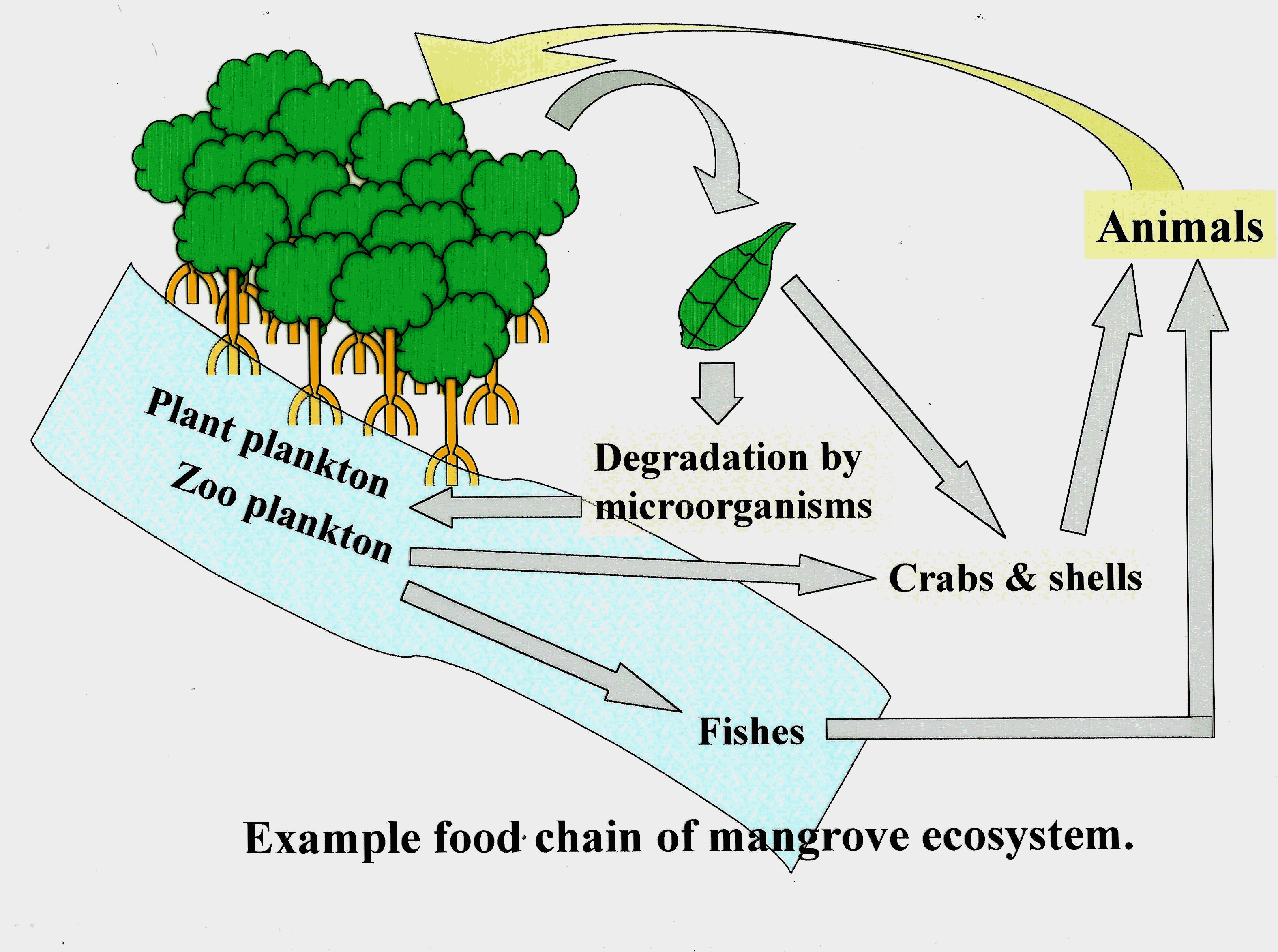 estuary food chain