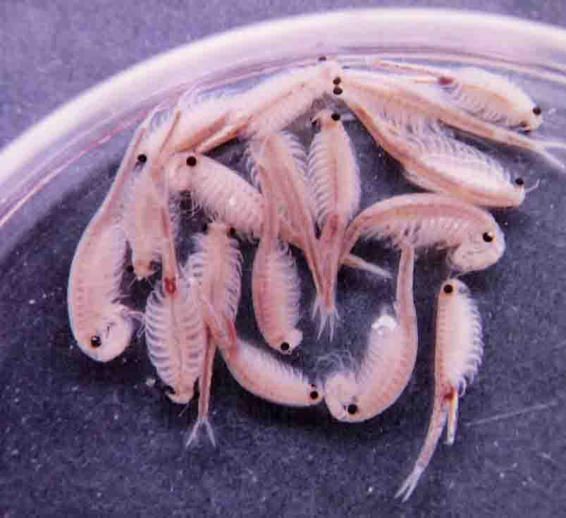 fairy shrimp production