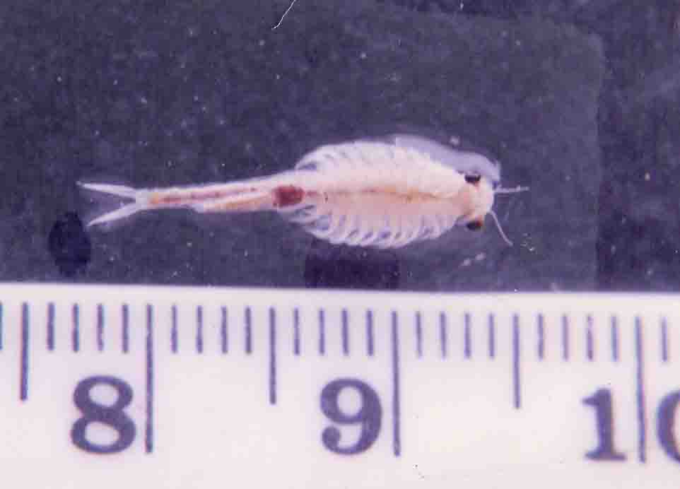 fairy shrimp production